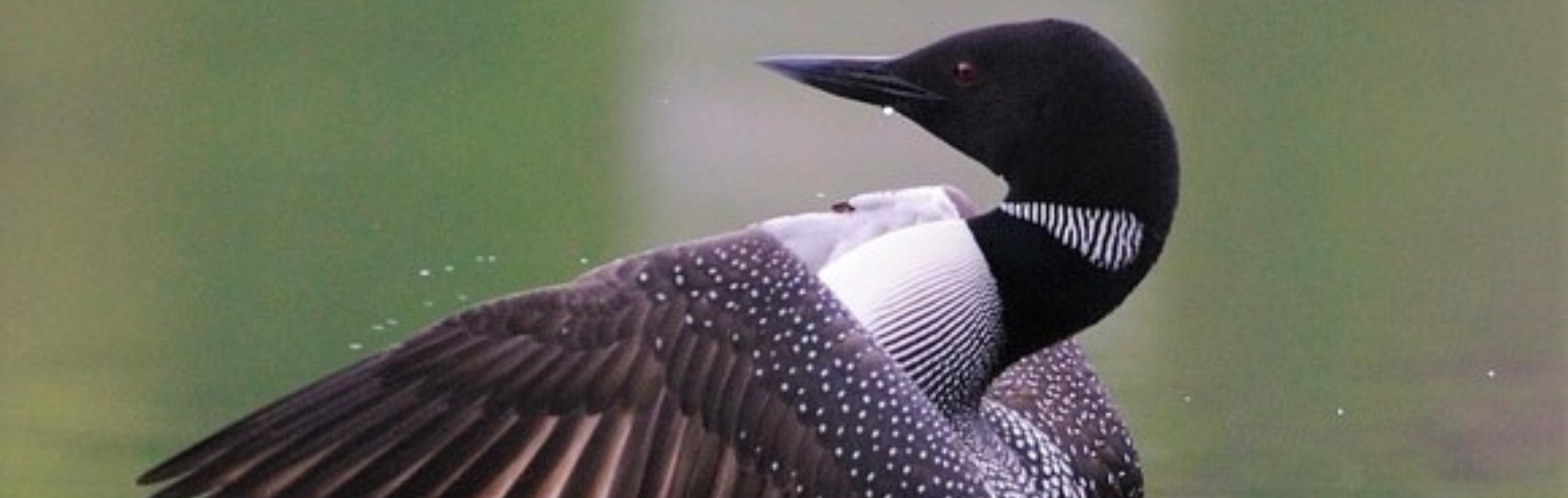 Loon