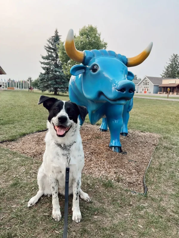 dog + babe the blue ox